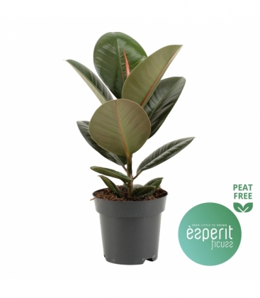 Ficus