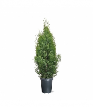 Thuja