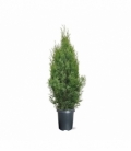 Thuja