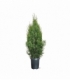 Thuja