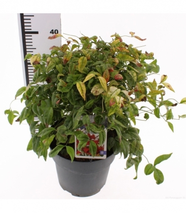 Nandina