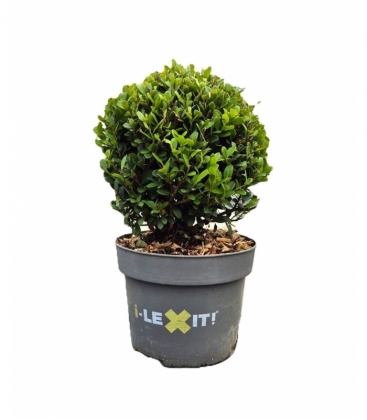 Ilex