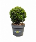 Ilex