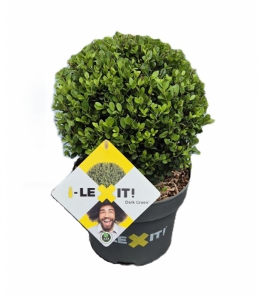 Ilex