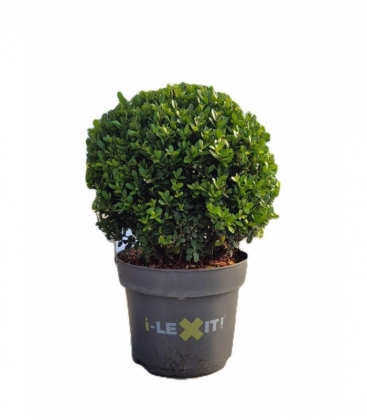 Ilex