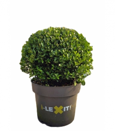Ilex