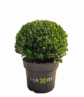 Ilex