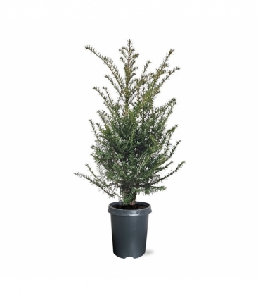 Taxus