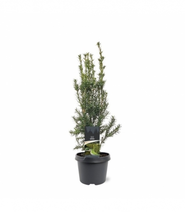 Taxus