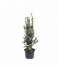 Taxus