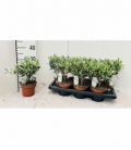 Olea