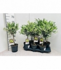 Olea