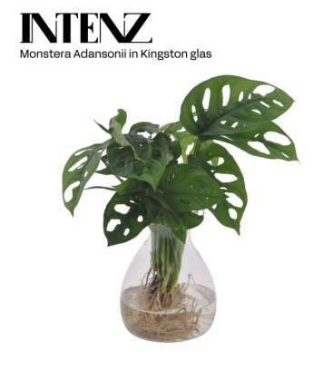Monstera