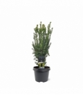 Taxus