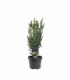 Taxus