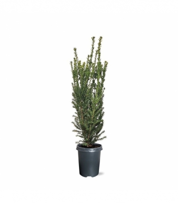 Taxus