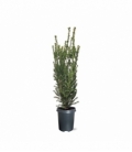 Taxus