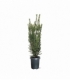Taxus