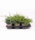 Juniperus