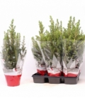 Picea