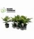 Fatsia
