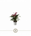 Anthurium
