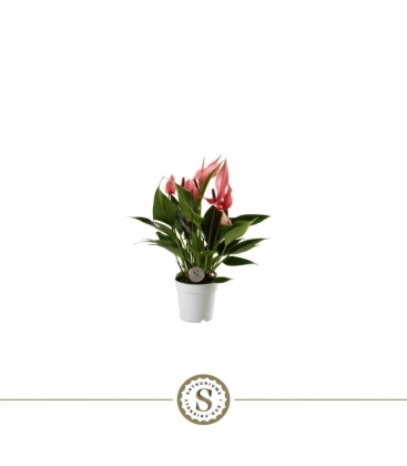Anthurium