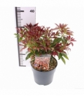 Pieris