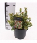 Pieris