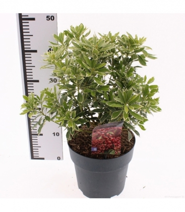 Pieris