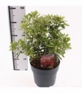 Pieris