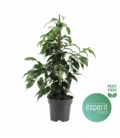 Ficus