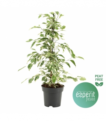 Ficus