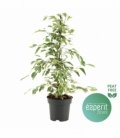Ficus