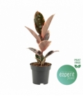 Ficus