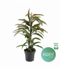 Ficus