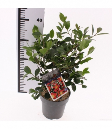 Camellia