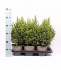 Picea