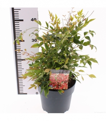 Nandina
