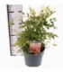 Nandina