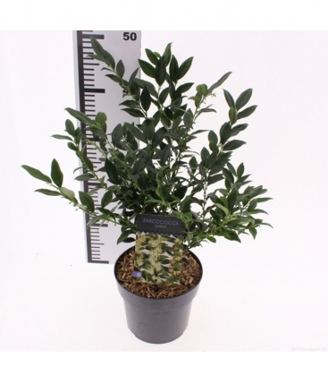 Sarcococca
