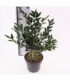 Sarcococca