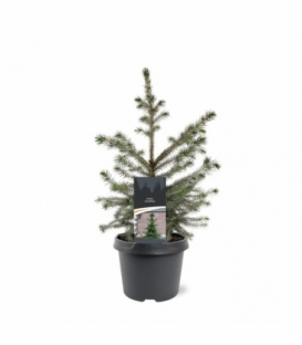 Picea