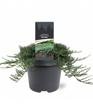 Juniperus