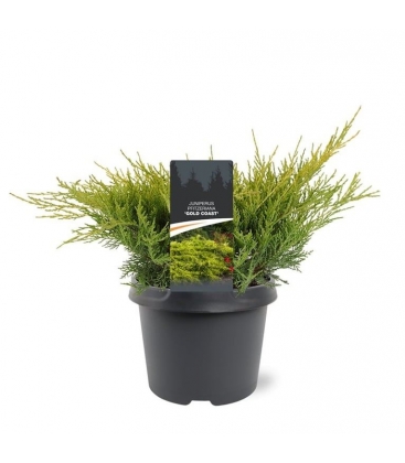 Juniperus