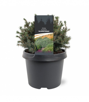 Picea