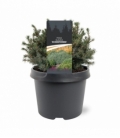 Picea