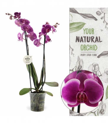 Phalaenopsis
