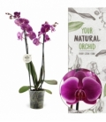 Phalaenopsis