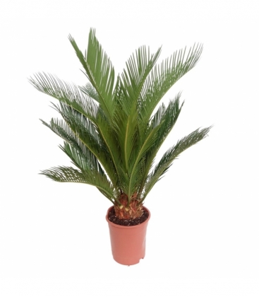 Cycas